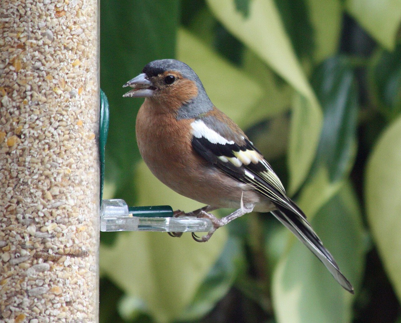 A male chaffinch perched at a garden bird feeder