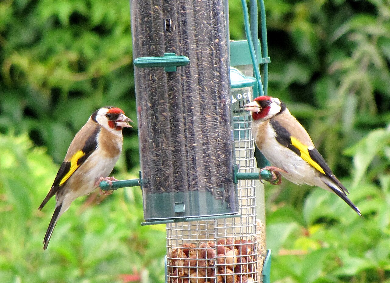 Two goldfinches feeding from a hanging seed feeder in a garden