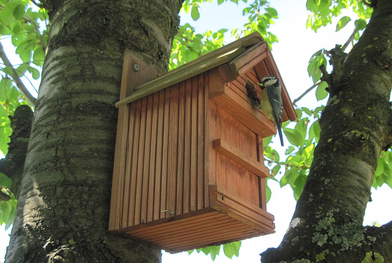A blue tit carrying a caterpillar, perched at the entrance hole of a wooden nest box fixed to a tree