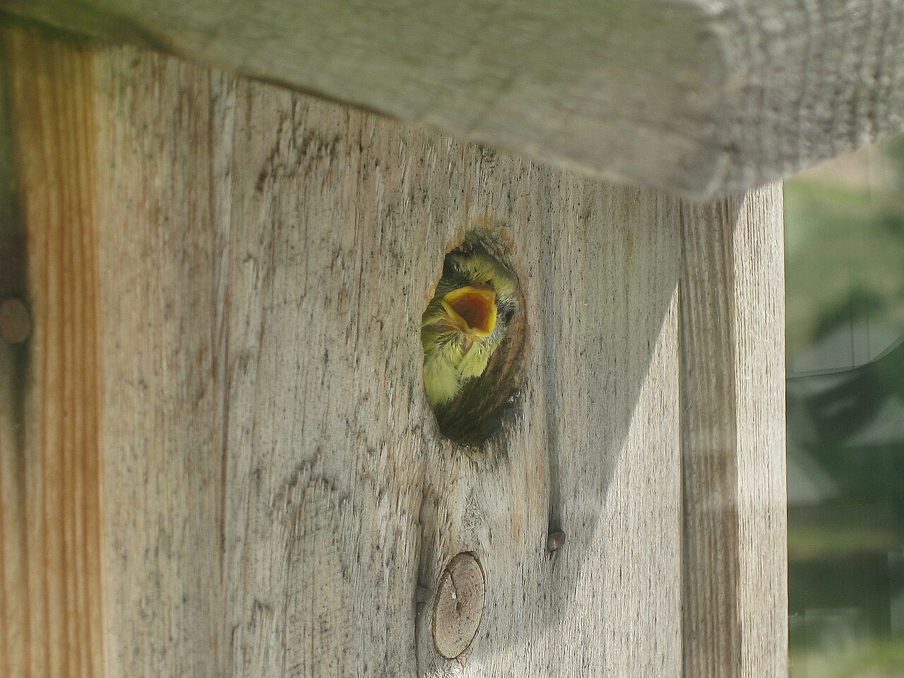 A young blue tit looking out of the entrance hole of a nest box