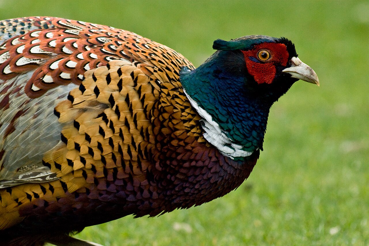 Close-up of a male common pheasant showing the iridescent blue-green head, scarlet face wattles and copper body feathers scalloped with black
