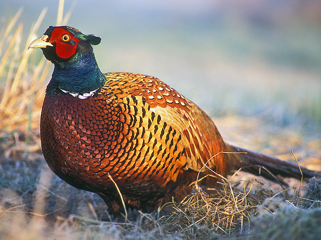 Close portrait of a male pheasant showing the iridescent green head and bright red wattles