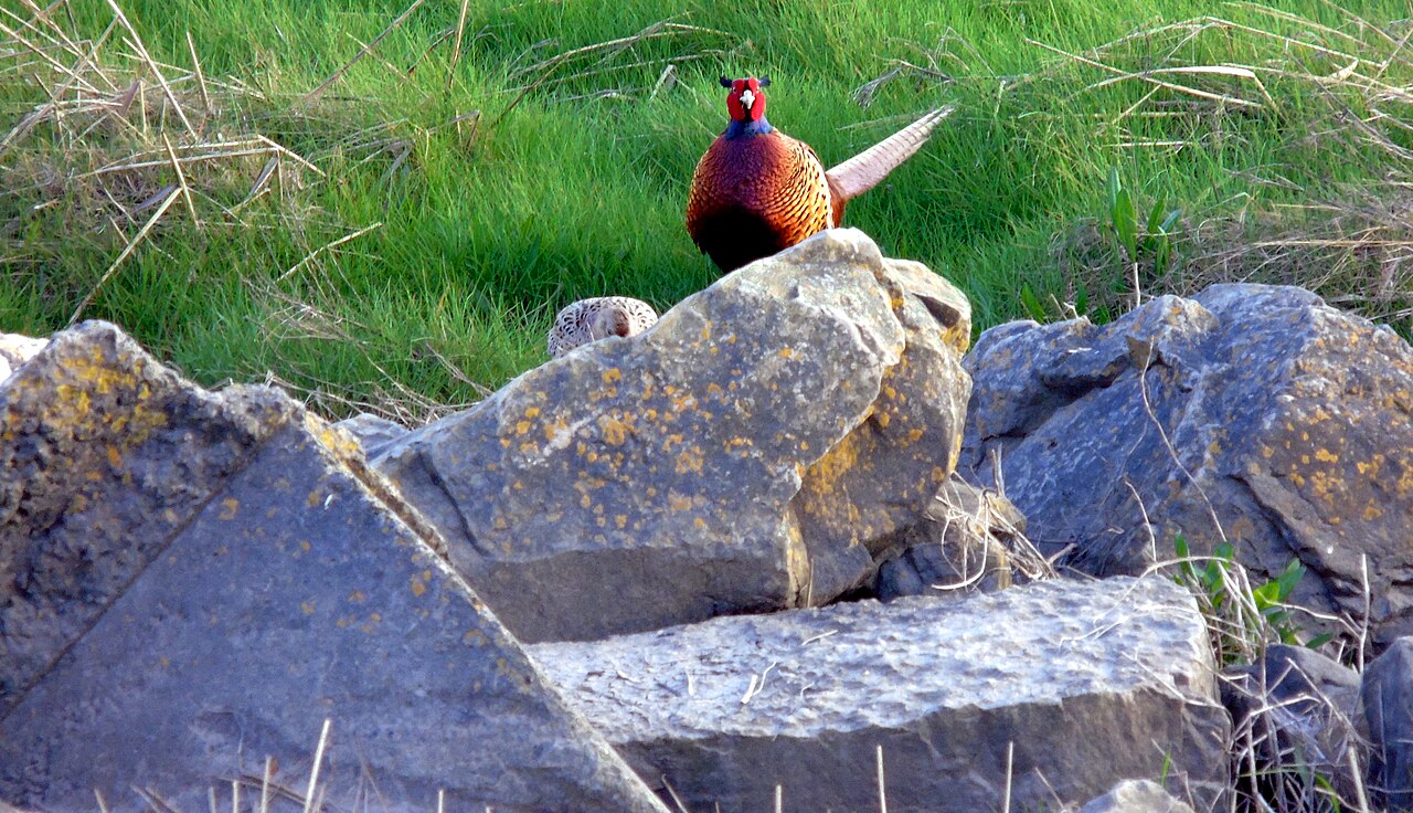 Several ring-necked pheasants on the shore of the Severn Estuary