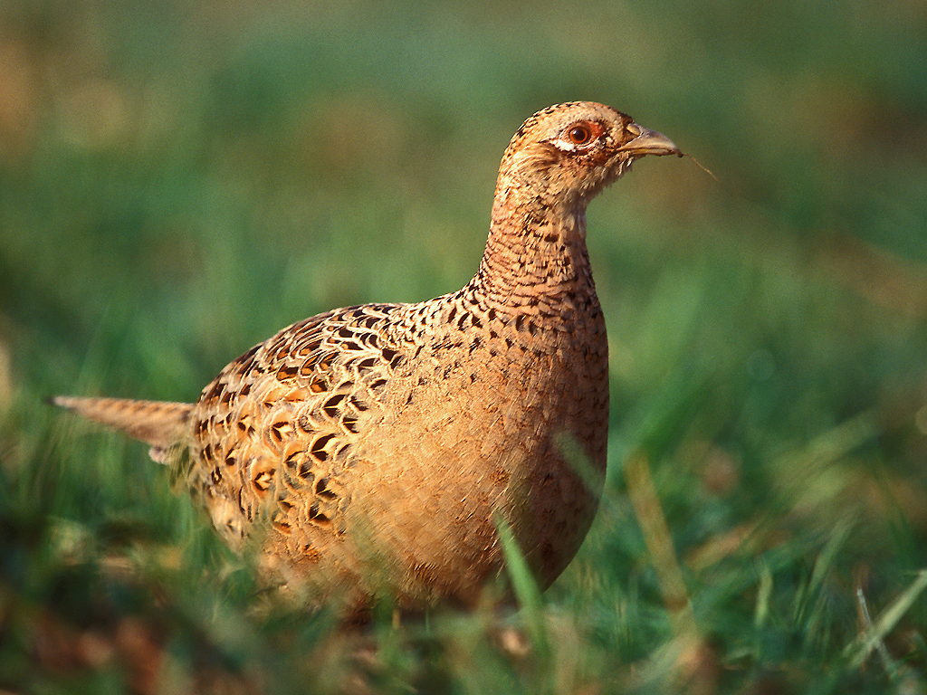 A female pheasant with mottled sandy-brown camouflage plumage