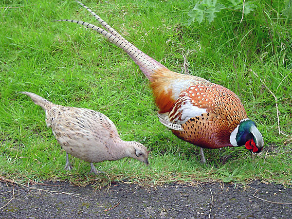 A male and female pheasant together on grass