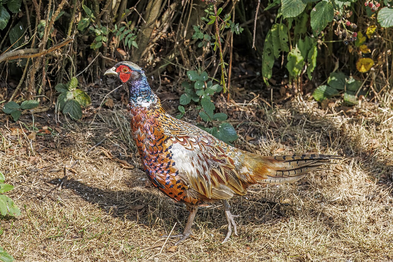 A male pheasant in front of a bramble hedge