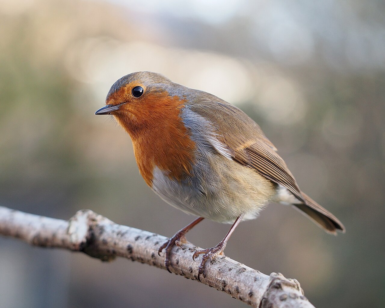 A European robin perched with its head cocked